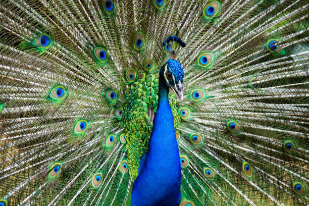 istock Male peacock bird. Open feathers tail. Pavo Cristatus 876959436