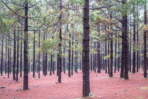 istock Autumn Trees and Leaves 876962936