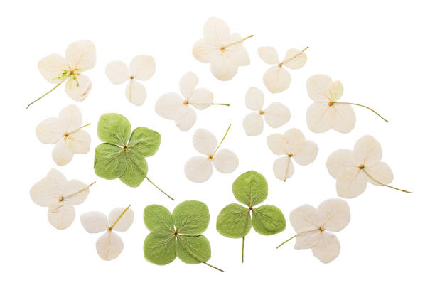 Dried Hydrangea Flowers Isolated Elements on White Background with Real  Shadow. Stock Image - Image of background, decorative: 128211621