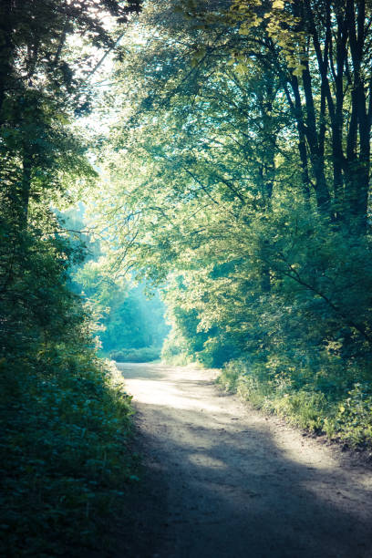 istock morning sun in the forest green deciduous crown and dirt track grounding path 876966816