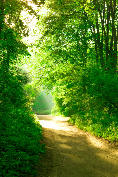 istock morning sun in the forest green deciduous crown and dirt track grounding path 876966880