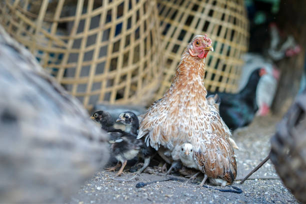 istock hen is cuddle and hug protect chick group her son beside stable for them warm 876966942