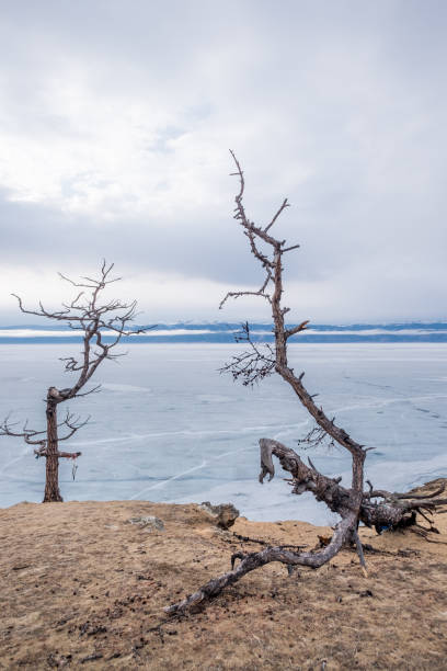 więdną drzewa lub suche drzewa bez liści, gdy sezon zmienia się na zimę - lake baikal lake landscape winter zdjęcia i obrazy z banku zdjęć