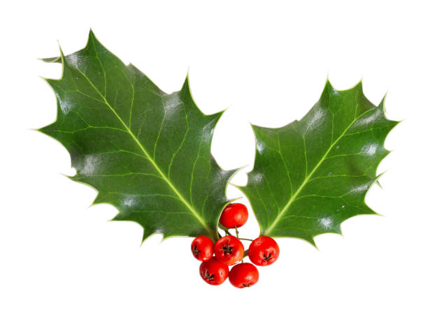 istock holly leaves and berries isolated on white background 876971410
