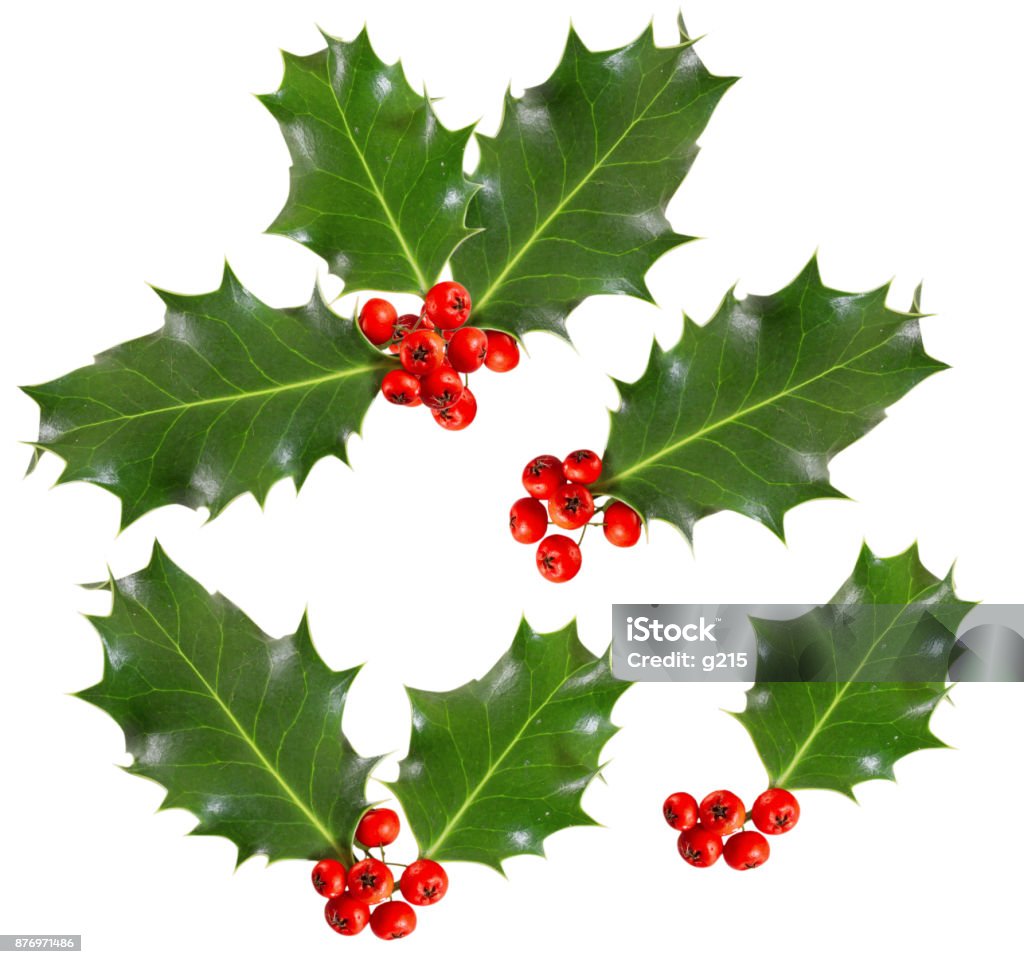 holly leaves and berries isolated on white background Holly Stock Photo