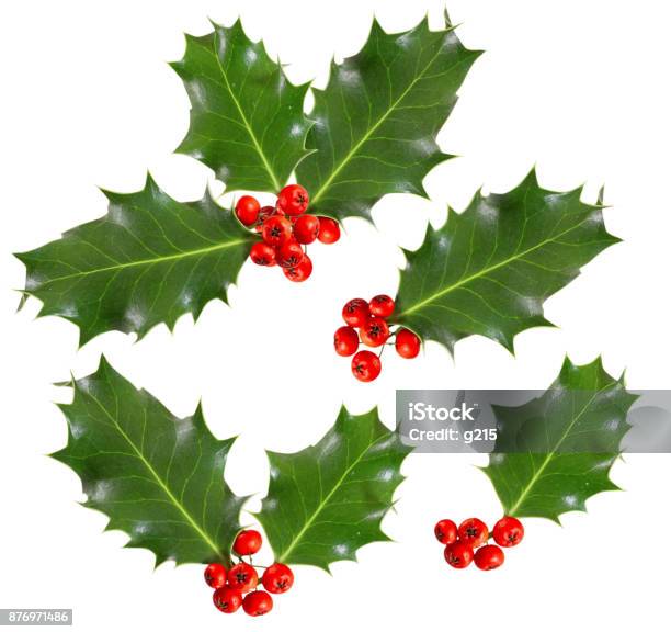 Holly Leaves And Berries Isolated On White Background Stock Photo - Download Image Now