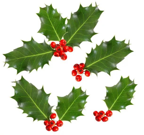 Photo of holly leaves and berries isolated on white background