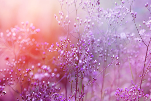 Beautiful lilac tree blooming