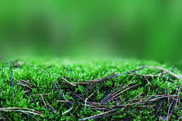 森の苔と背景のための緑の草のテクスチャ。 夏の背景の概念 "n - マサチューセッツ州 グリーンフィールド ストックフォトと画像