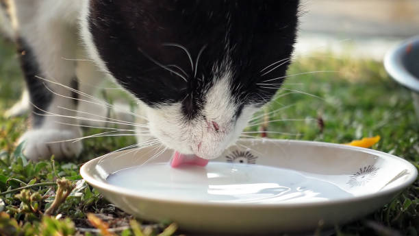 istock Cat is drinking milk from cat bowl 876978222