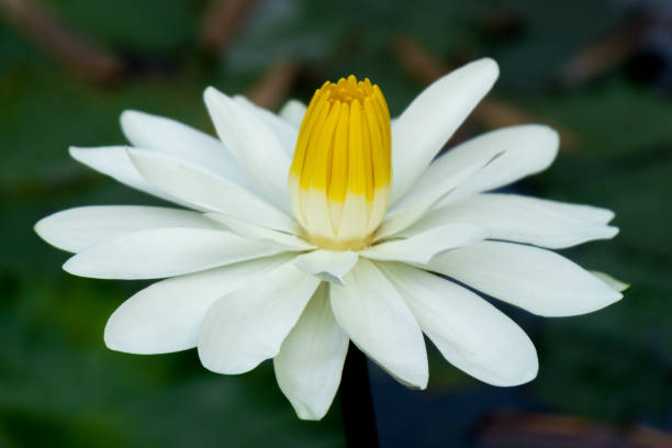 꽃 of india - water lily lotus spirituality clean 뉴스 사진 이미지