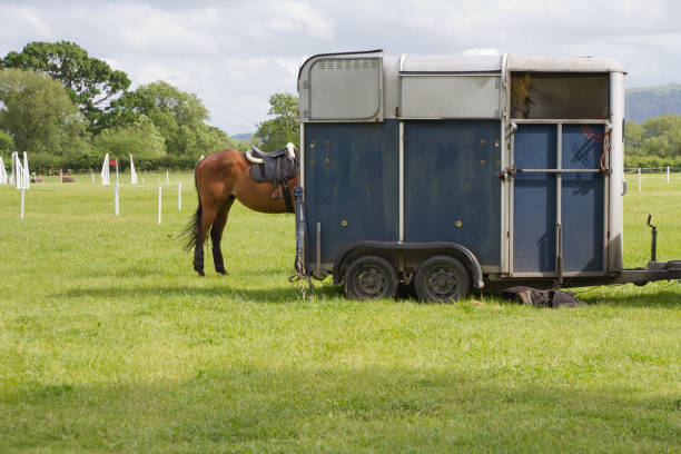 Waiting at the horse trailer. stock photo