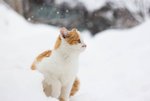 istock Cute little cat sitting in the snow 876982104