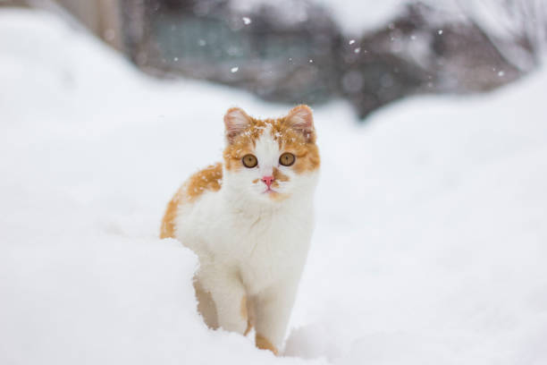 istock Cute little cat sitting in the snow 876982112