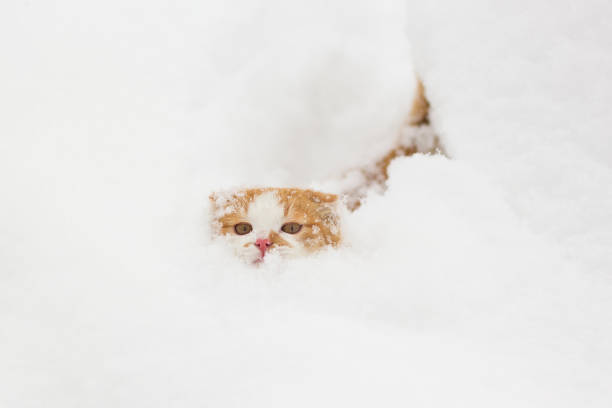 Cute little cat making his way through the snow.