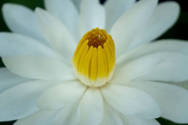 꽃 of india - water lily lotus spirituality clean 뉴스 사진 이미지