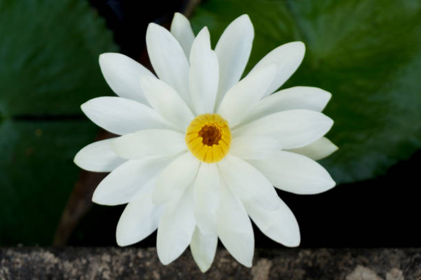 꽃 of india - water lily lotus spirituality clean 뉴스 사진 이미지