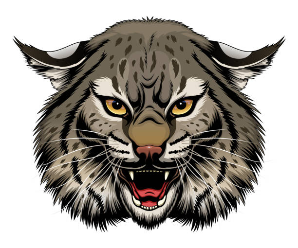 illustrations, cliparts, dessins animés et icônes de tête de lynx en colère - chat sauvage