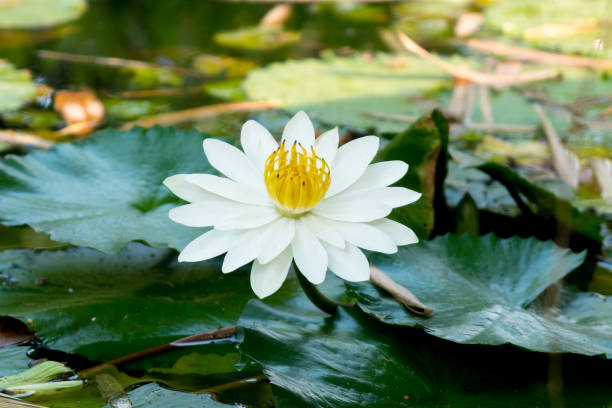 꽃 of india - water lily lotus spirituality clean 뉴스 사진 이미지