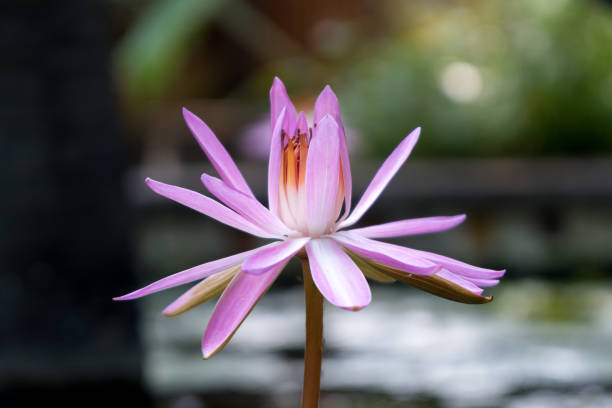 꽃 of india - water lily lotus spirituality clean 뉴스 사진 이미지