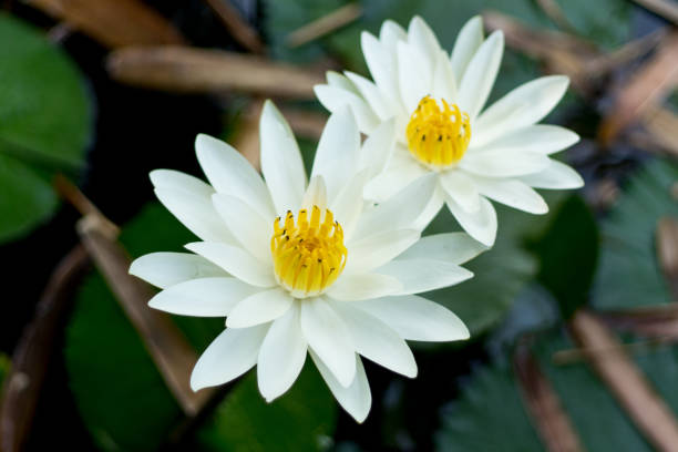 꽃 of india - water lily lotus spirituality clean 뉴스 사진 이미지