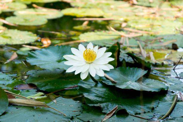 꽃 of india - water lily lotus spirituality clean 뉴스 사진 이미지