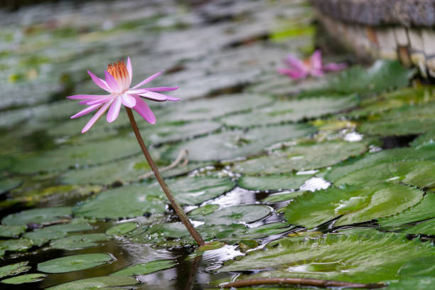 꽃 of india - water lily lotus spirituality clean 뉴스 사진 이미지