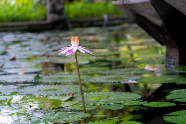 꽃 of india - water lily lotus spirituality clean 뉴스 사진 이미지
