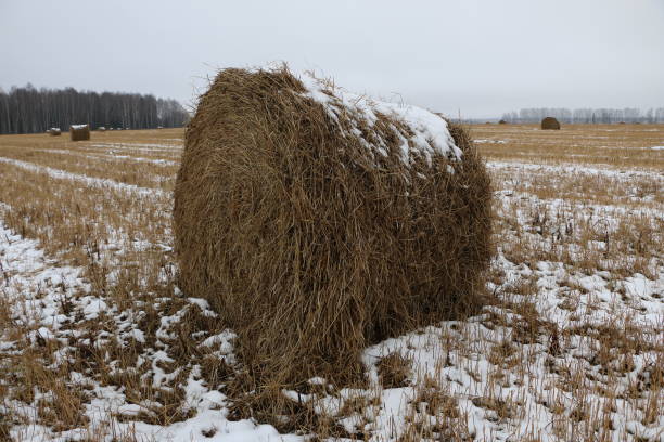 istock hay rolls in the snow on a plowed field 876991400