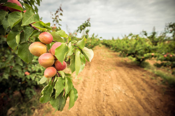 복숭아 과수원과 먼지 경로 - orchard fruit vegetable tree 뉴스 사진 이미지