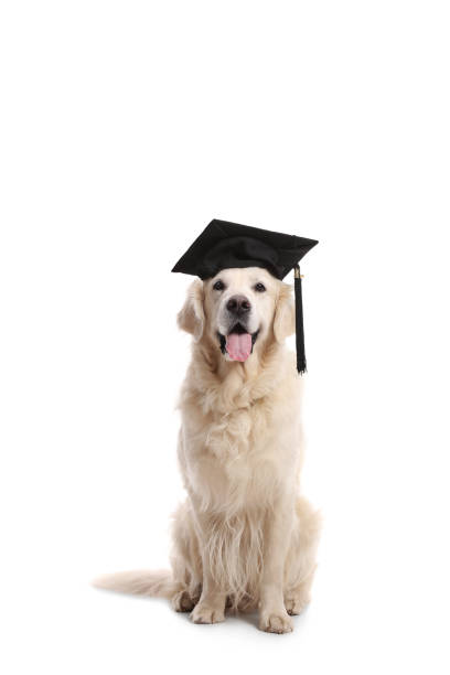labrador retriever chien avec un chapeau de graduation - dog graduation hat school photos et images de collection