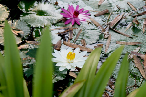 꽃 of india - water lily lotus spirituality clean 뉴스 사진 이미지