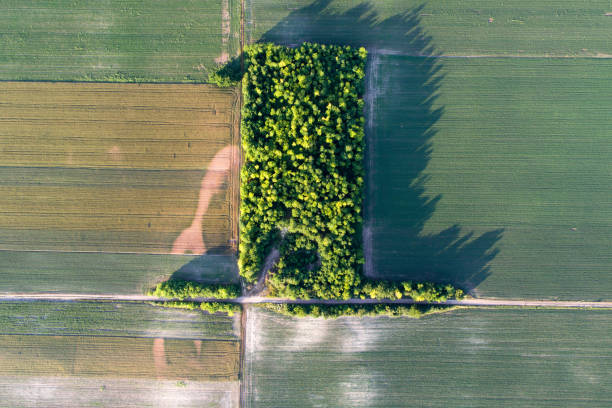 istock Cultivated agricultural field with forest 876994338