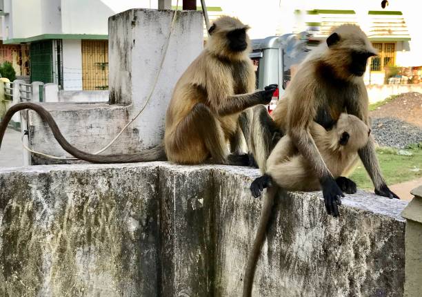 istock Wild family 876994386
