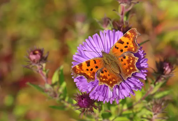 Close shot of a Polygonia c-album (comma)