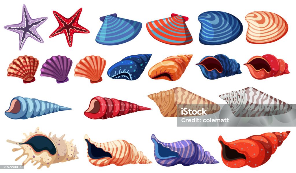 Different types of seashells on white background Different types of seashells on white background illustration Animal stock vector