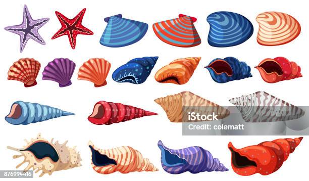 Different Types Of Seashells On White Background Stock Illustration - Download Image Now - Animal, Animal Shell, Aquatic Organism