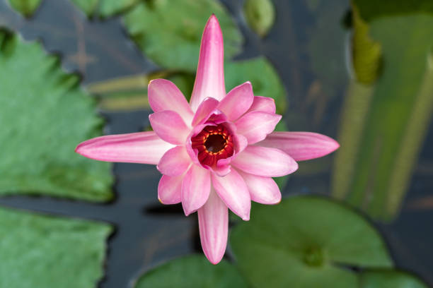 꽃 of india - water lily lotus spirituality clean 뉴스 사진 이미지