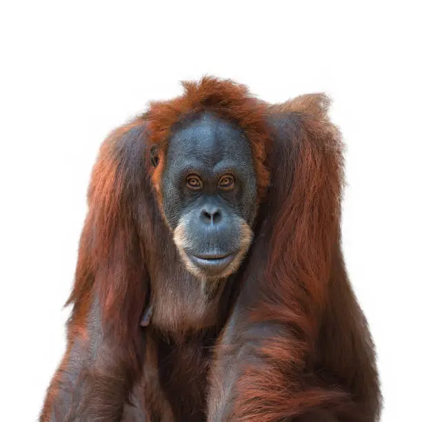 Portrait of Asian orangutan on white background, adult
