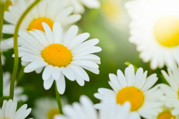 istock bright daisy flowers on a sunny day on the lawn 876997842