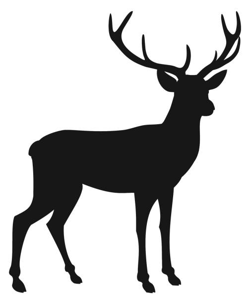 illustrazioni stock, clip art, cartoni animati e icone di tendenza di silhouette di cervo isolata su sfondo bianco. illustrazione vettoriale. - cervino