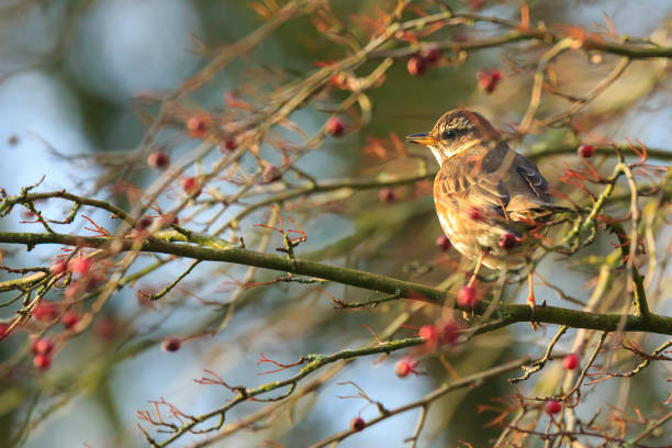 istock Redwing Turdus iliacus bird eating red berries facing sunlight 876998366
