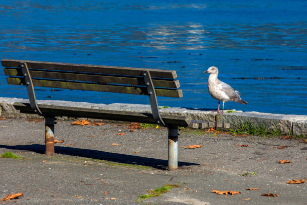 SeaGull and Park Bench at Vancouver Harbor