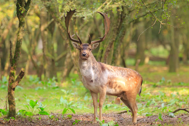 istock Big Fallow deer stag with large antlers walking in a forest 877002680