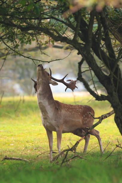 istock Male fallow deer, Dama Dama, foraging during sunsrise. 877002690