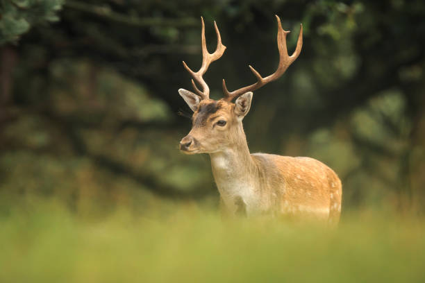 istock Young fallow deer buck, Dama Dama, walking in a dark forest 877002750