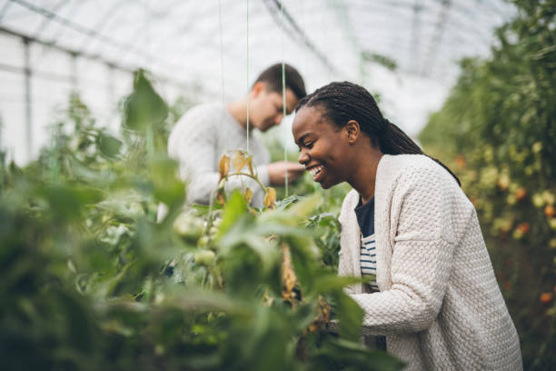 istock Young couple picking tomatoes in garden 877003048