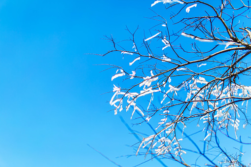 Low Angle view of the branches against the clear sky.