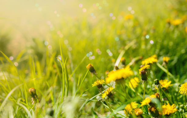 Field with dandelions in sunlight stock photo