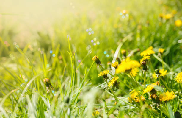 Field with dandelions in sunlight stock photo